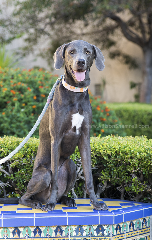 balboa park dog picture