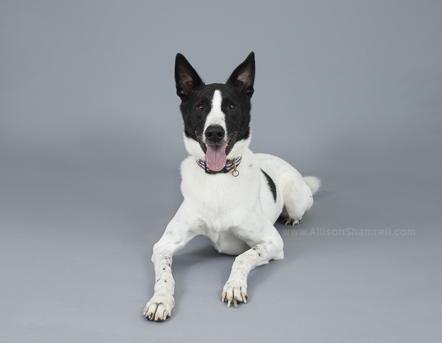 studio portrait of a canaan dog