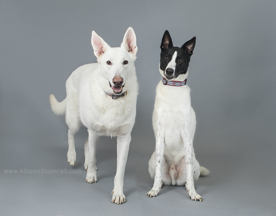 two dogs in studio
