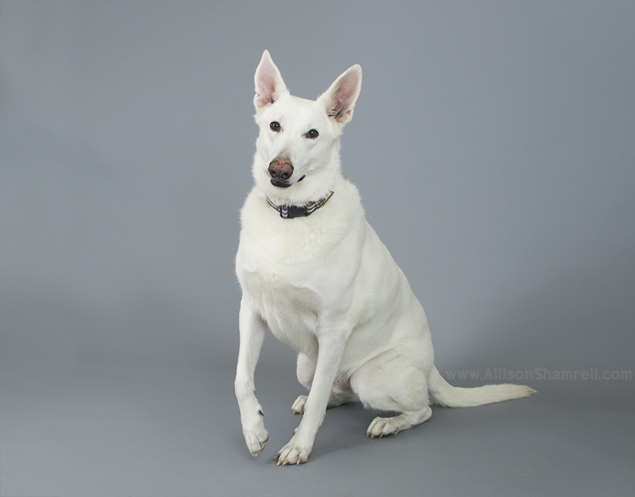studio picture white german shepherd
