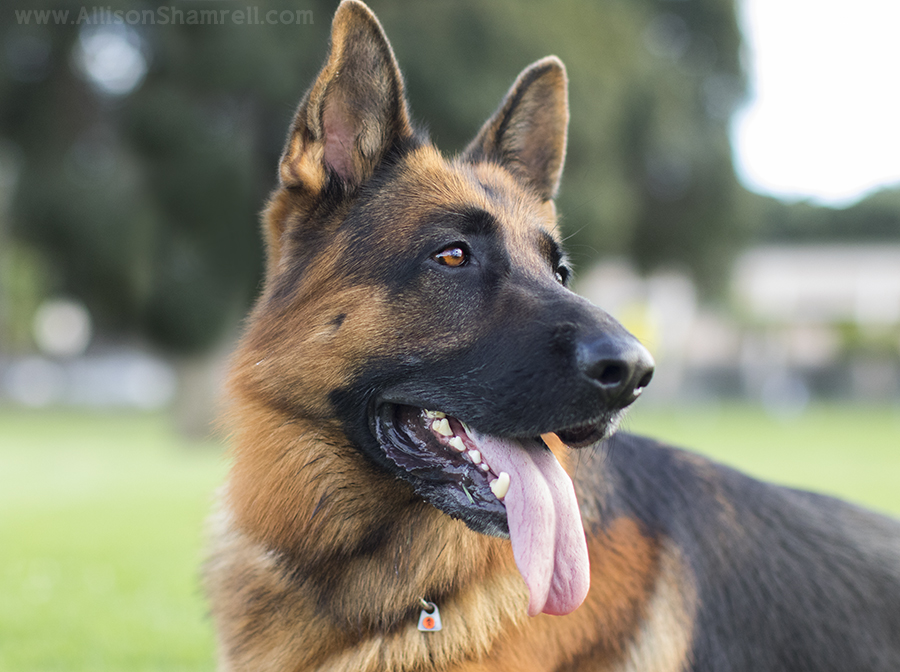 german shepherd