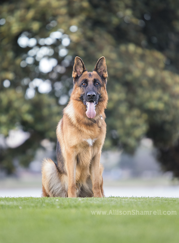 german shepherd dog