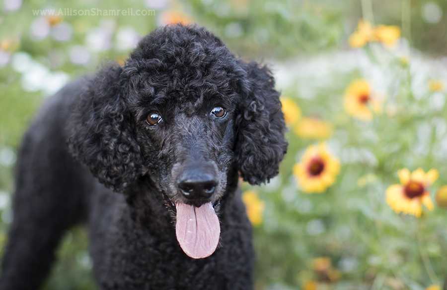poodle in balboa park