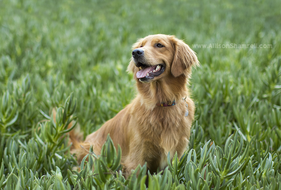 happy red golden retriever
