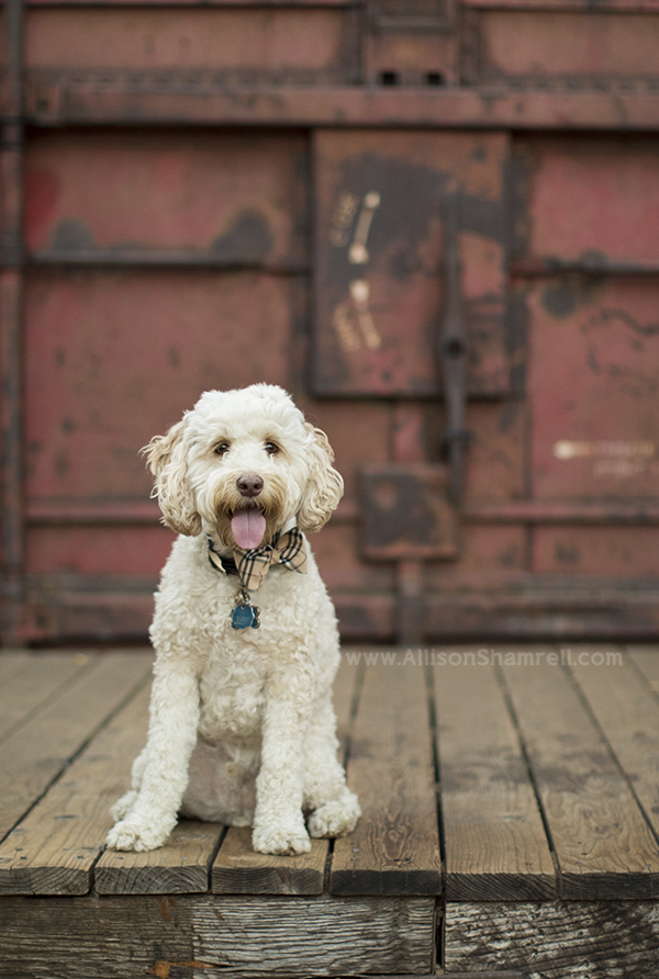 australian labradoodle picture