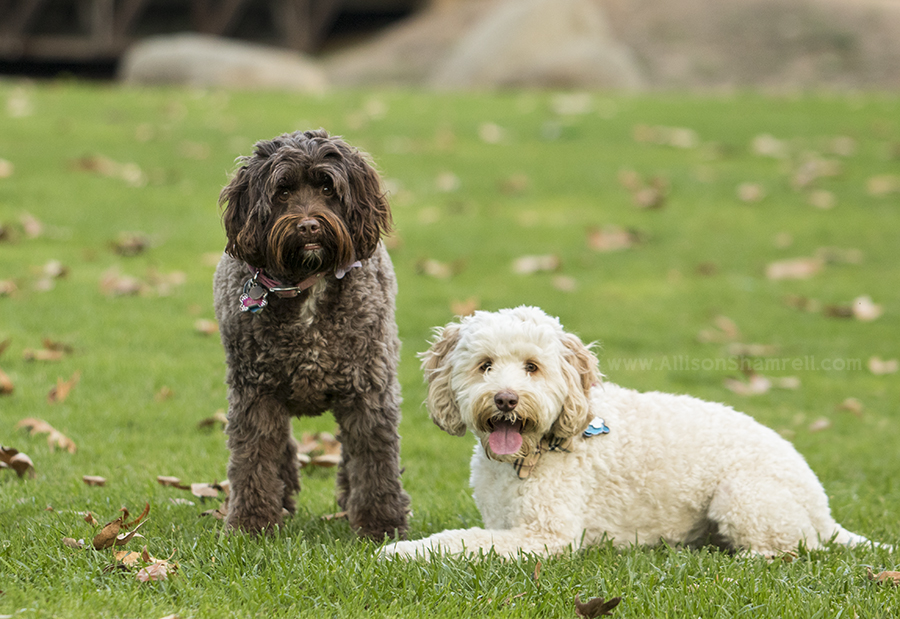 Australian Labradoodles