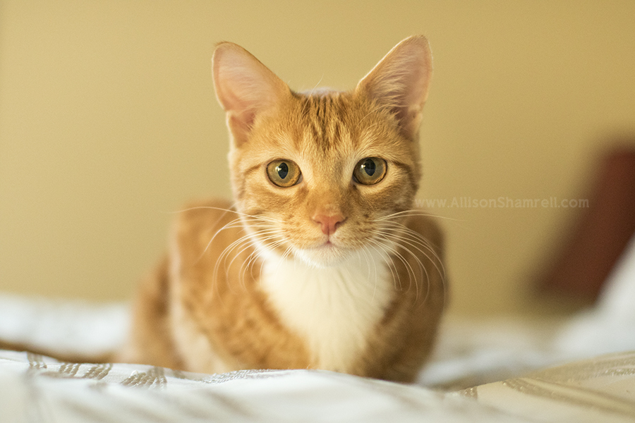 orange tabby kitten