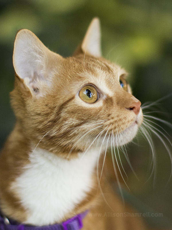 orange cat photo