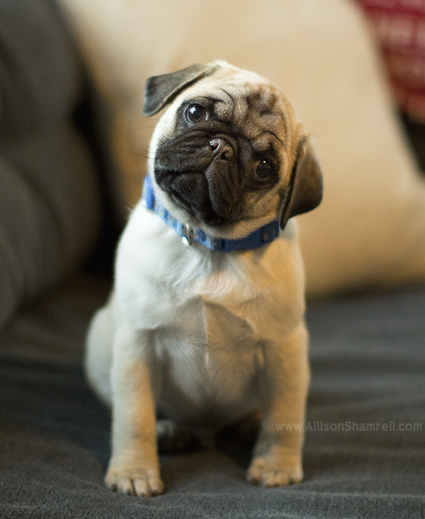 pup head tilt