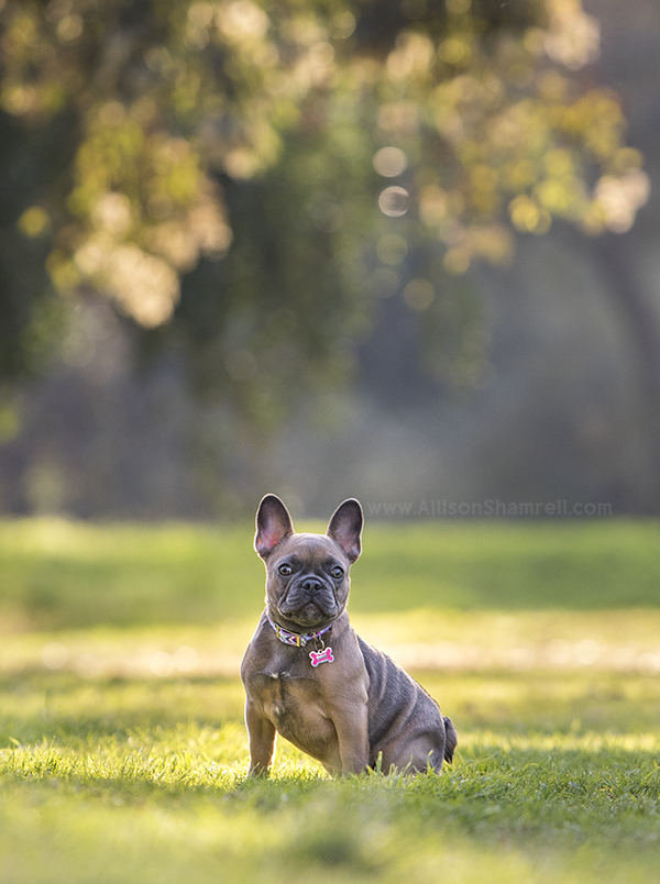 french bulldog puppy sitting