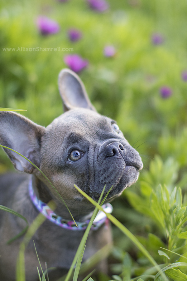 frenchie puppy in flowers