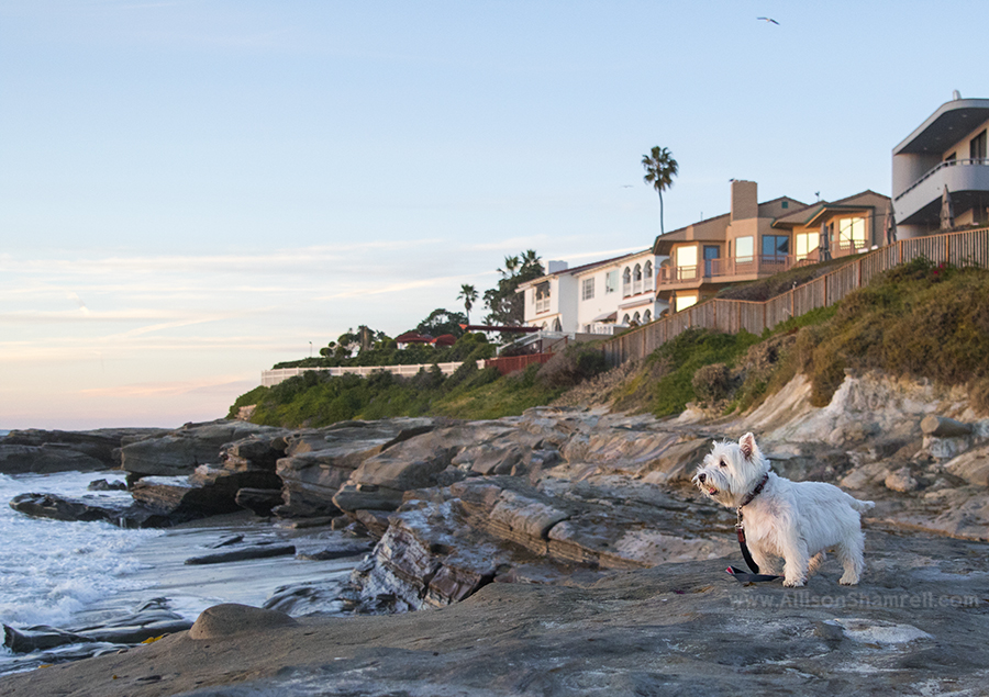 westie dog in la jolla