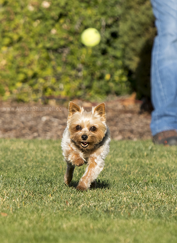 yorkie action photo