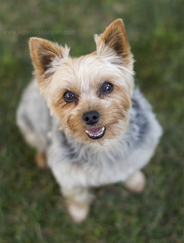 yorkie pic