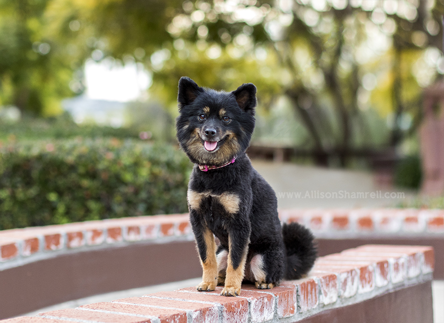 pomeranian mix