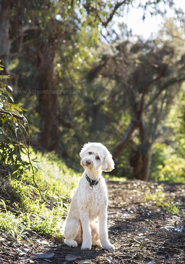 rancho santa fe dog on trail