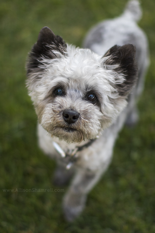 senior dog from rancho santa fe