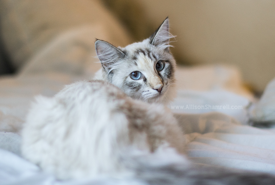 rescue cat portrait