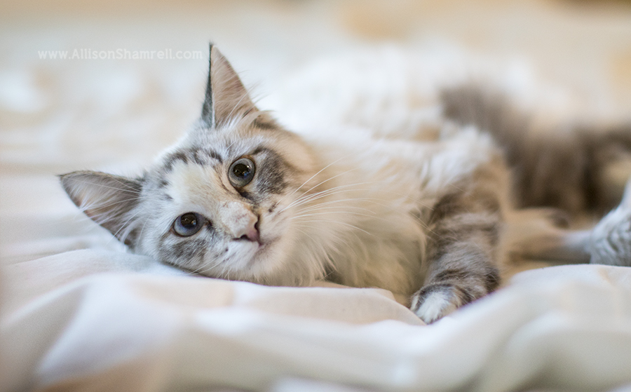 rescue cat lounging on bed