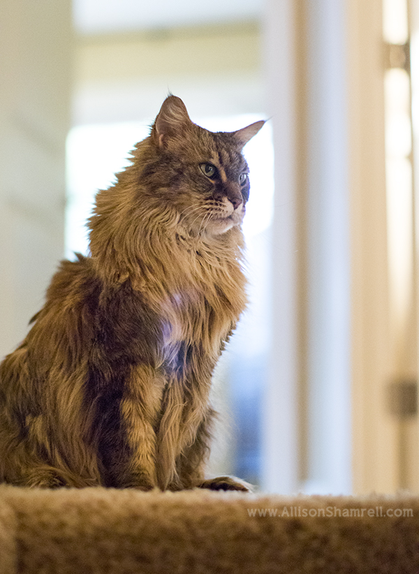 maine coon cat