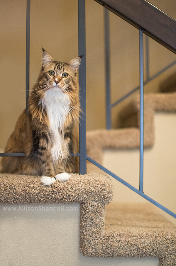 maine coon on stairs