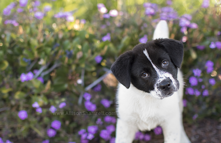 rescue puppy