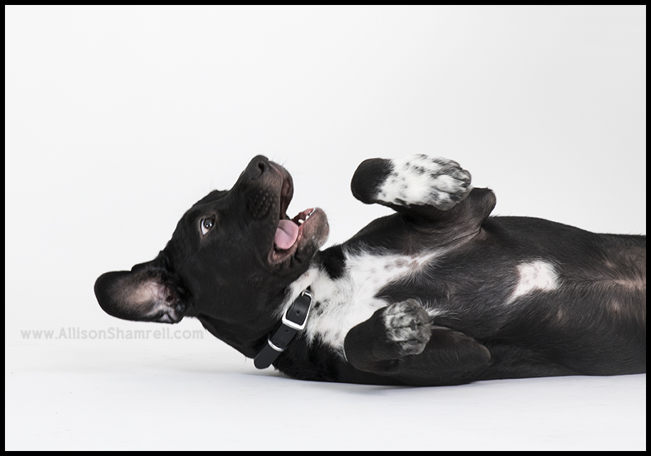 rescue dog portrait