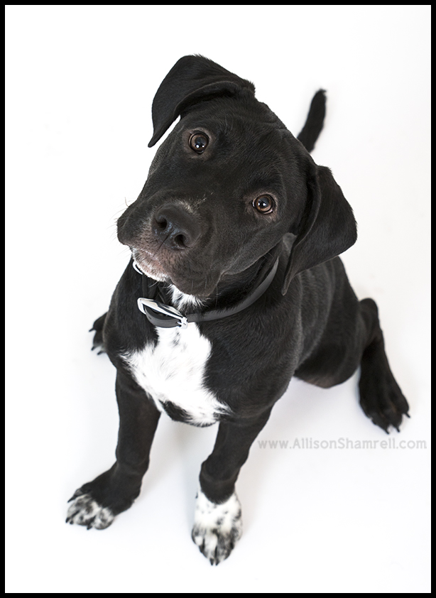 rescue dog photo