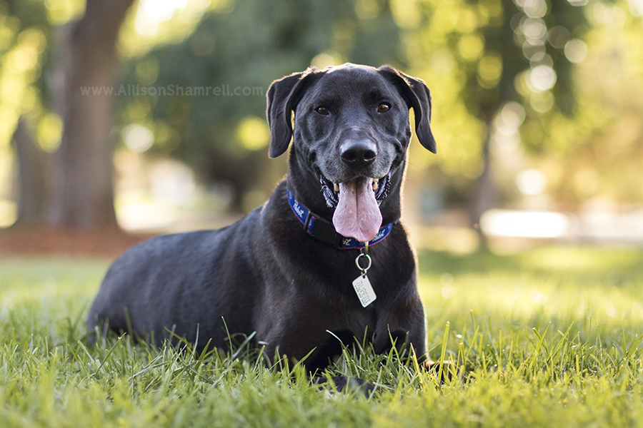 black dog photo
