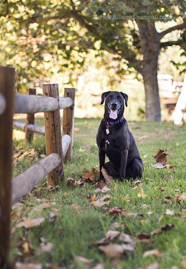 black labrador dog