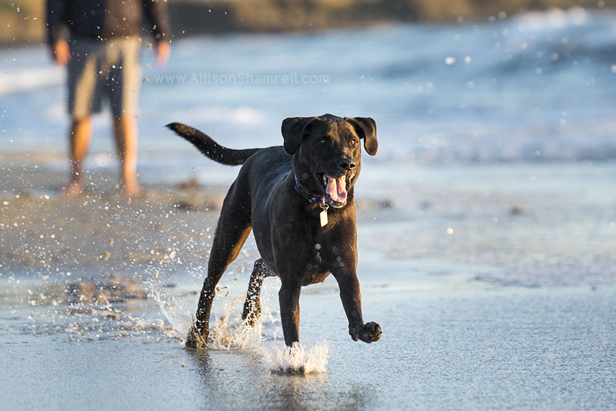 dog playing fetch