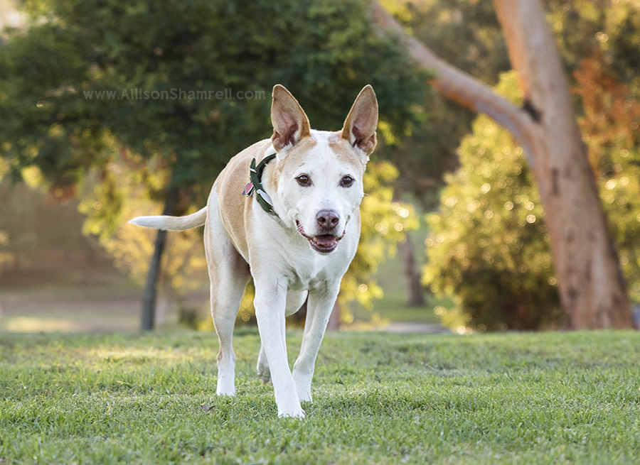 staffy mix dog walking