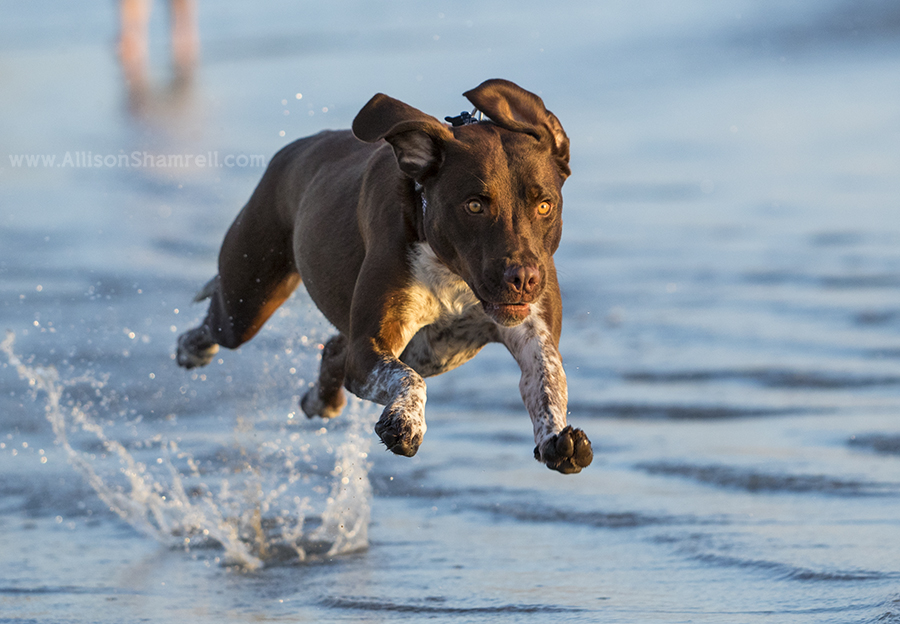 amazing action dog photo
