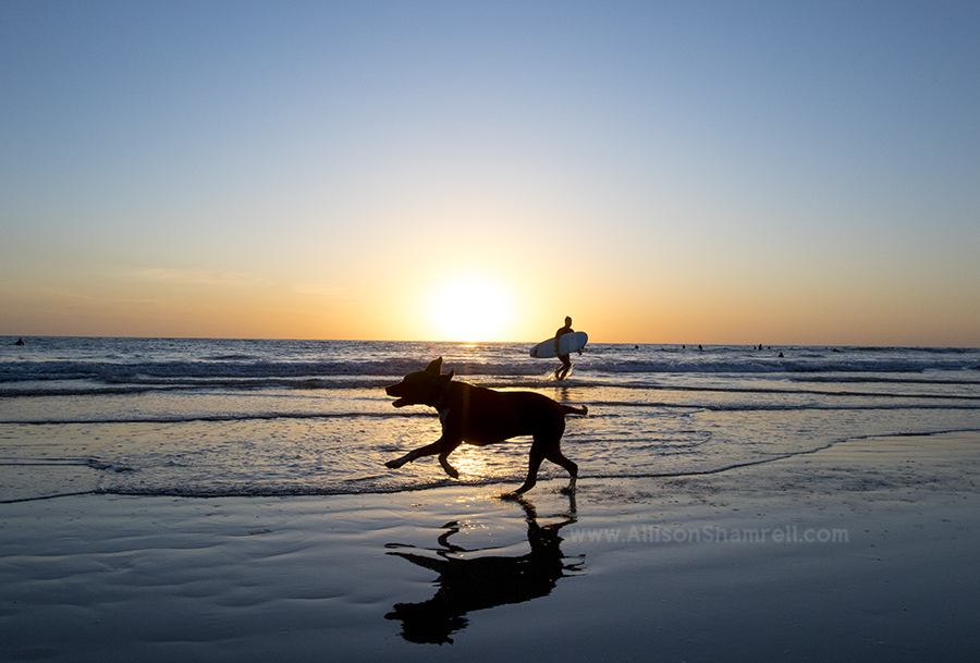 action silhouette dog photo