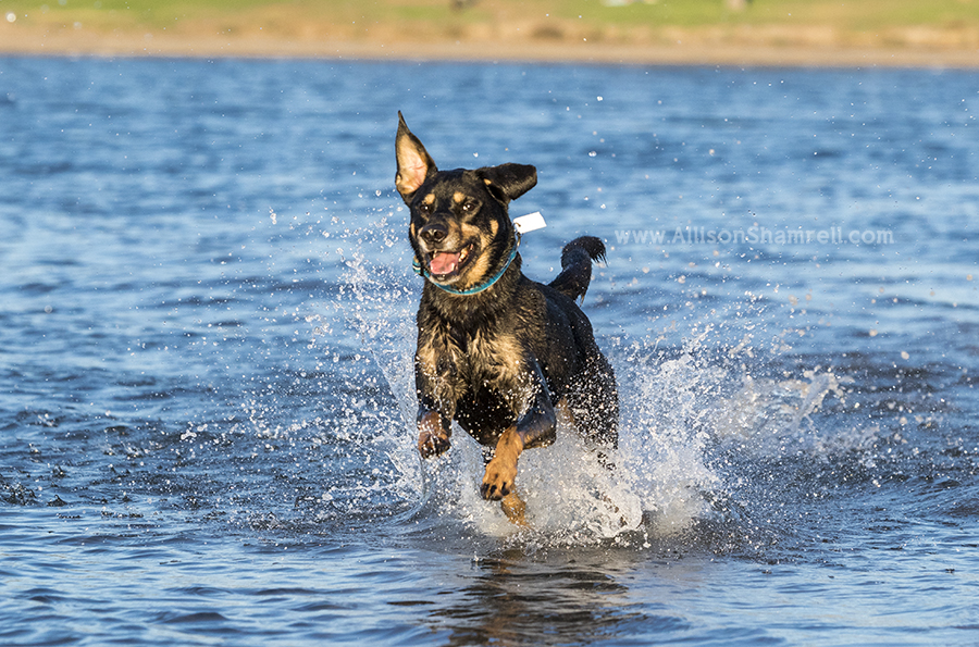 happy dog at fiesta island