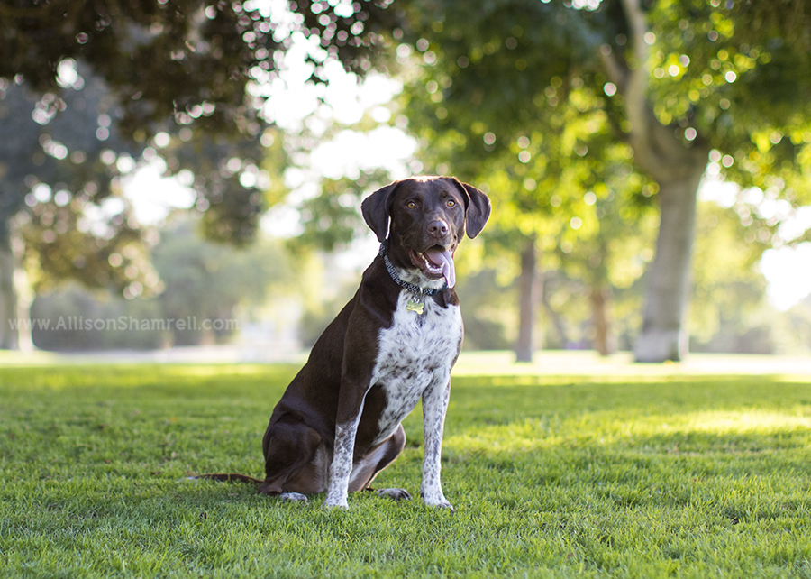 german shorthaired pointer mix