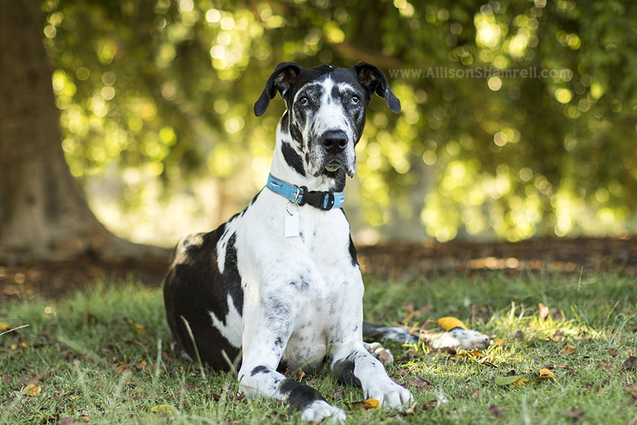 great dane dog
