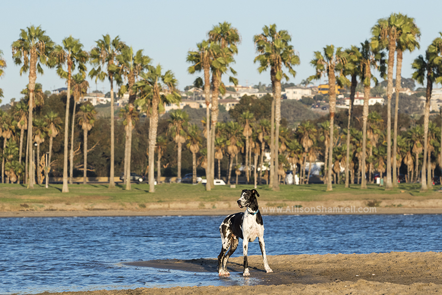 great dane at fiesta island