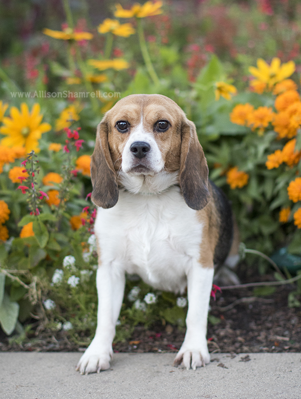 beagle dog