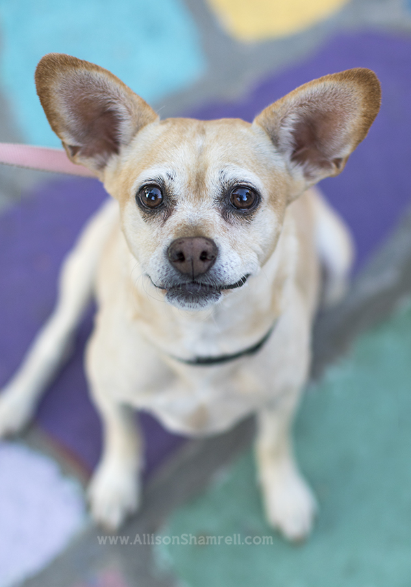 mira mesa chihuahua