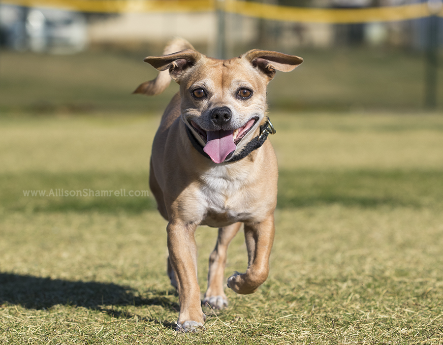 dog in mira mesa park