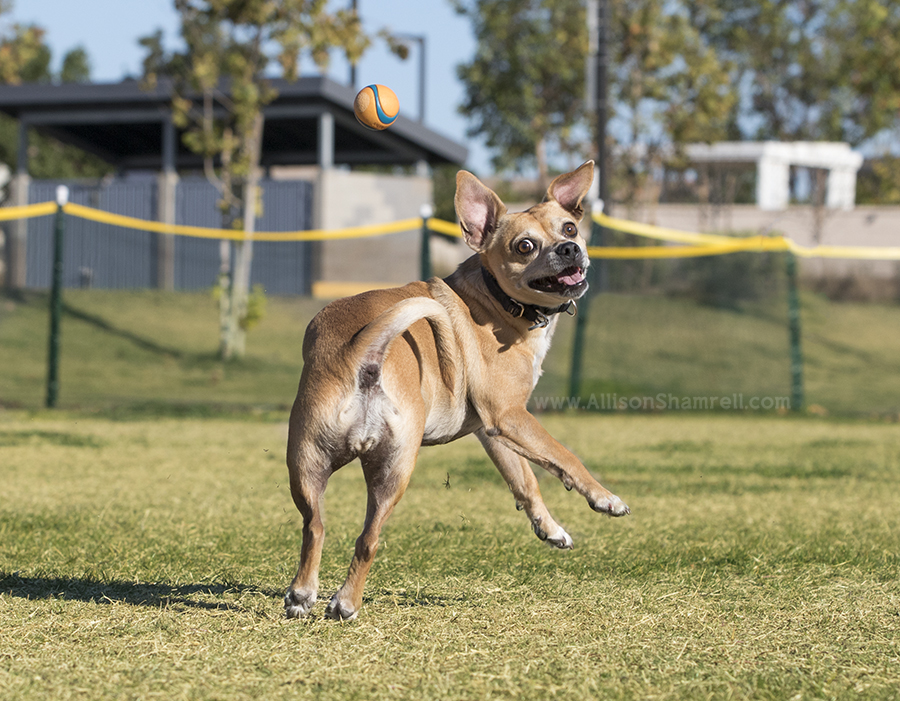 dog running in mira mesa