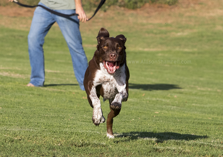 running dog photo