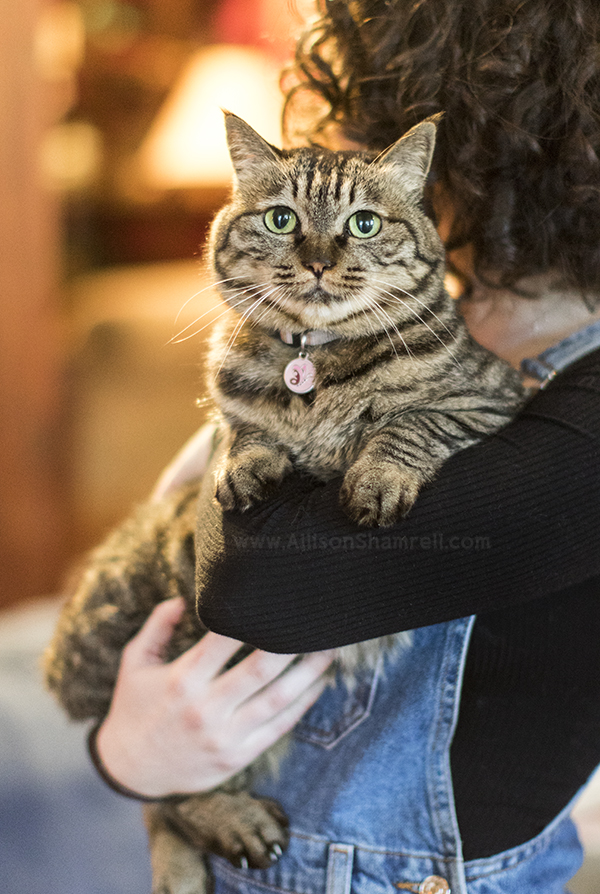 la mesa cat photography