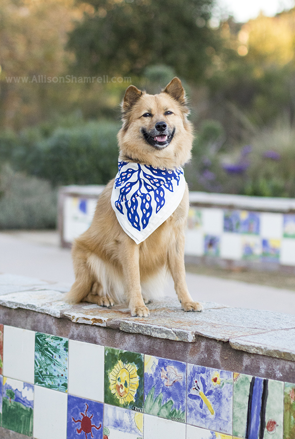 la mesa dog photo example
