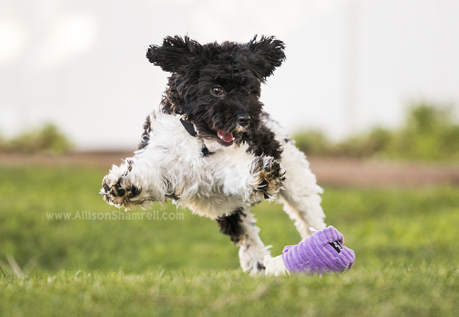 havapoo action photo