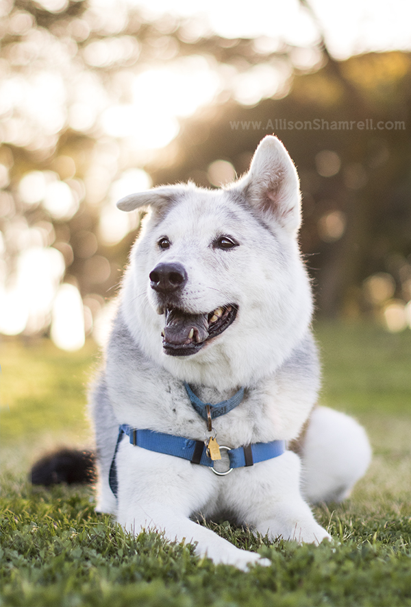 shepherd mix photo