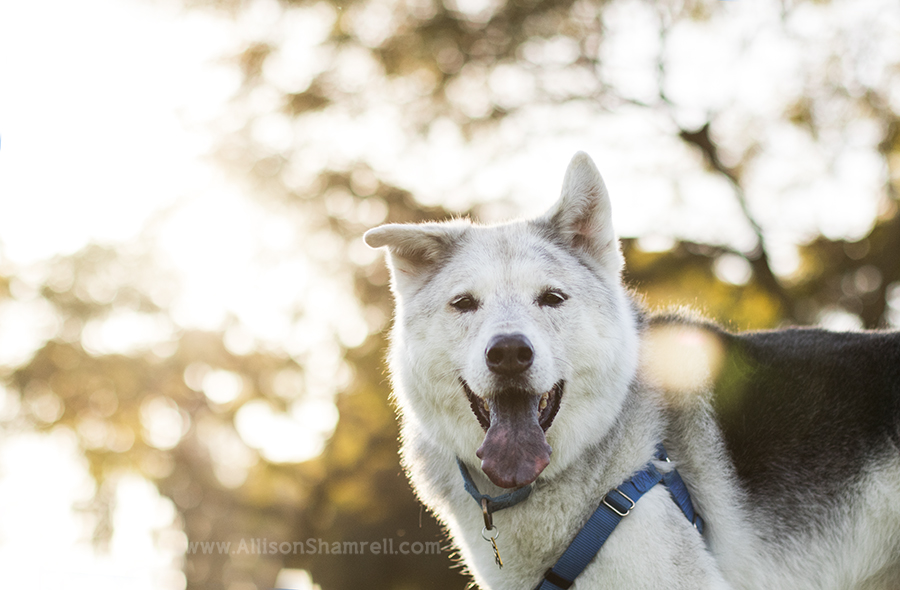 shepherd mix san diego