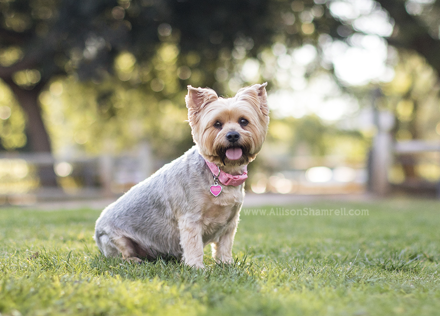 yorkie photo