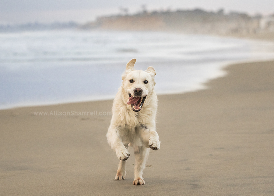 dog running on beach